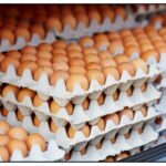 eggs recalled salmonella canada