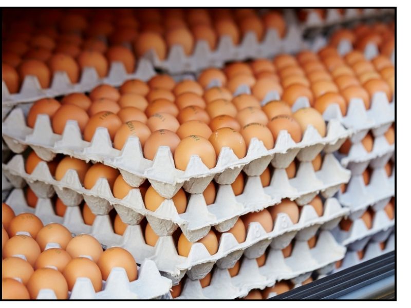 eggs recalled salmonella canada